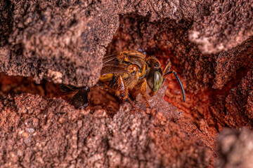 Adult Stingless Bee