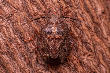 Adult Stink bug