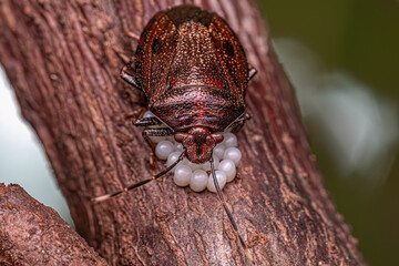 Stink bug protecting eggs