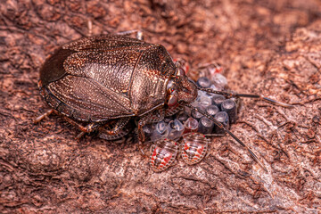 Stink bug protecting eggs
