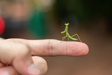 Small Mantid nymph