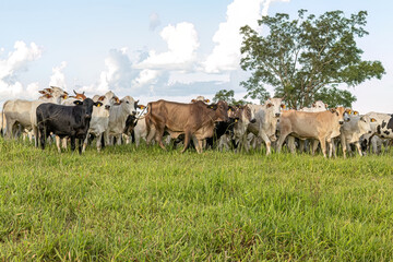 cows in a pasture field for cattle raising on a farm