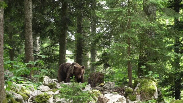 Big brown bear is looking for food. Bear is scratching against the tree. Wildlife in Europe.	