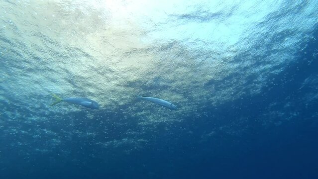 Two dolphinfish swimming at the surface - Scuba diving in Majorca