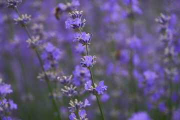 Closeup of lavender bush