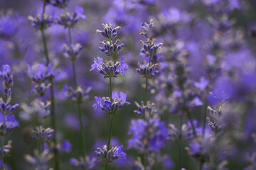 Closeup of lavender bush