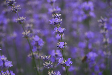 Closeup of lavender bush