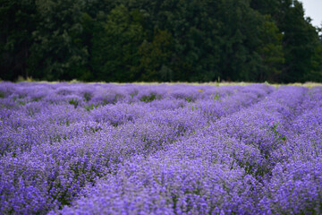 Obraz premium Closeup of lavender bush