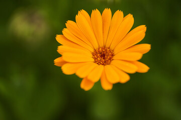 Marigold flowers closeup