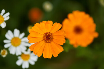 Marigold flowers closeup