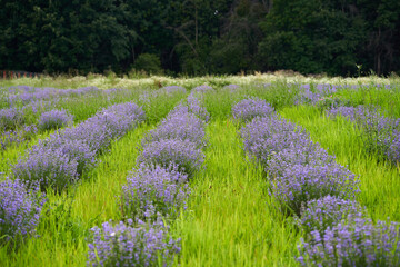 Closeup of lavender bush