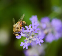 Bee on lavender flowers