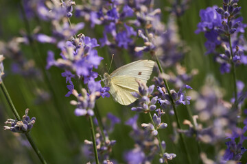 Butterfly on lavender