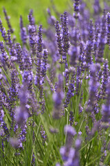 Obraz premium Closeup of lavender bush