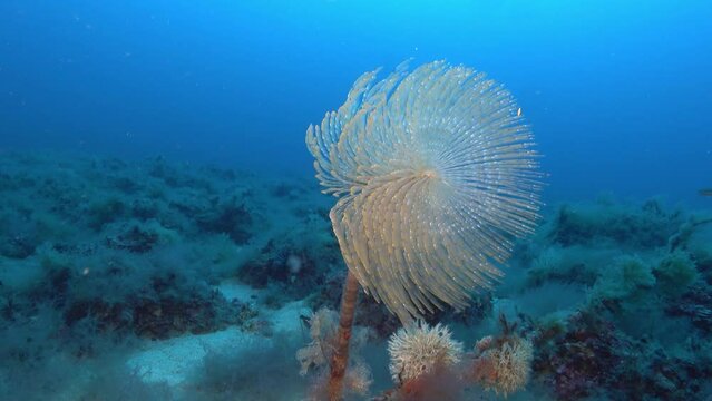 Deep underwater life - Spirograph - sea worm - 43 meters depth