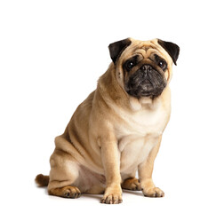 Purebred funny pug sits on a white background and looks into the camera with interest.