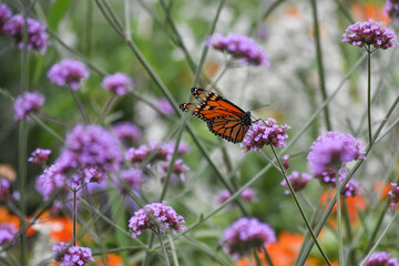 Monarch on Flower-1
