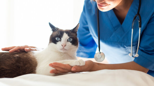 Doctor Veterinarian Treating Domestic Cat Patient During Diagnostic At Clinic