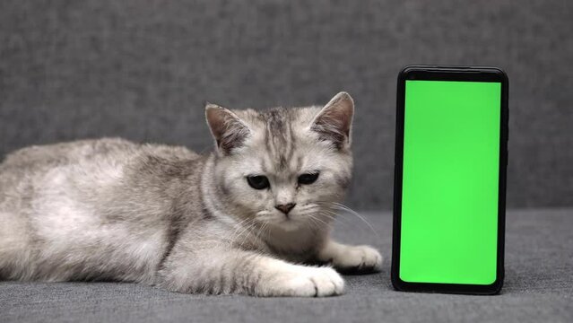 cute gray kitten sitting next to green screen phone