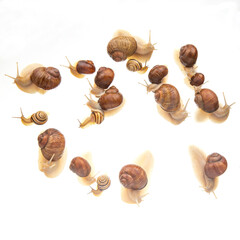 snails crawl in a group on a white background. Animal world in nature.