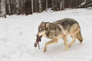 Grey Wolf (Canis lupus) Carries Piece of Deer Meat Across Snow Winter