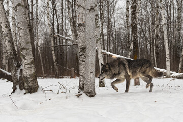 Black Phase Grey Wolf (Canis lupus) Stalks Left Through Birch Forest Winter