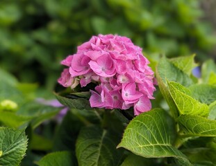 close up of pink french hydrangea flowering plant
