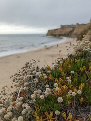 seaside buckwheat over Half Moon Bay coast, Northern California