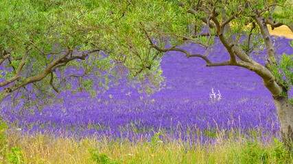 Olive trees and lavender field, Provence in France