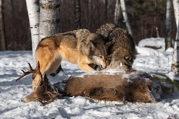 Grey Wolf (Canis lupus) Snarls at Packmate With Head in Deer Carcass Winter
