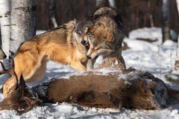 Grey Wolves (Canis lupus) Snarl at Each Other Over Deer Carcass Winter