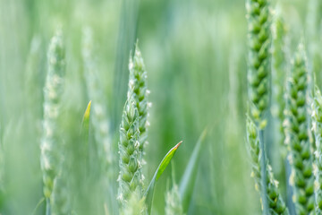 Fototapeta na wymiar Green spring wheat field crops close-up. Light wheat ears or spikelets with blurred background. Agriculture in Ukraine