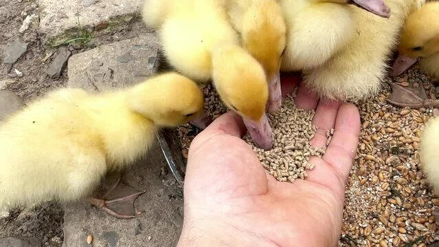 Feeding little fluffy ducklings by hand. Little cute yellow ducklings eat food from hands. Animal feeding. A man gives food to a bird from his hand