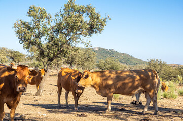 Primer plano de un rebaño de vacas en la sombra de una encina en una calurosa tarde de verano.