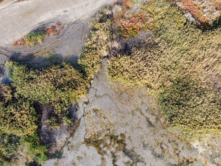 a swamp with colorful plants growing amidst the tall reeds.