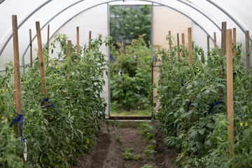 Tunnel of tomato bushes in a greenhouse. Green tomato bushes with lush leaves grow tied up in a greenhouse in the garden. Rows of tomatoes in a greenhouse.