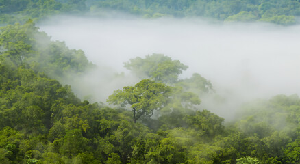 majestic amazon forest with mist in high resolution and sharpness. Amazon of Brazil, Colombia, Ecuador - obrazy, fototapety, plakaty