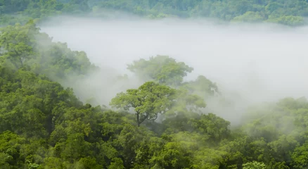 Foto op Canvas majestic amazon forest with mist in high resolution and sharpness. Amazon of Brazil, Colombia, Ecuador © Marco