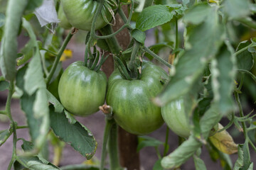 Two green unripe tomatoes ripen on a branch in a greenhouse. Large organic green tomatoes grow in the garden. The concept of gardening and growing vegetables.