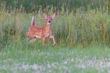 white tailed deer baby in early summer