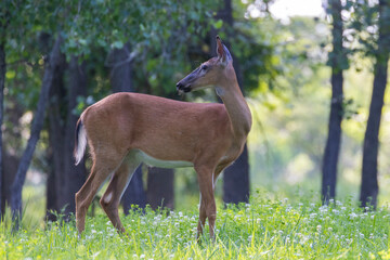 white tailed deer doe in summer