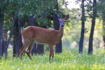 white tailed deer doe in summer