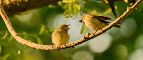 bird on a branch