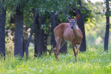 white tailed deer doe in summer
