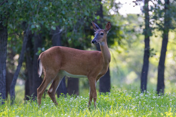 Naklejka na ściany i meble white tailed deer doe in summer