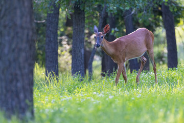 white tailed deer doe in summer