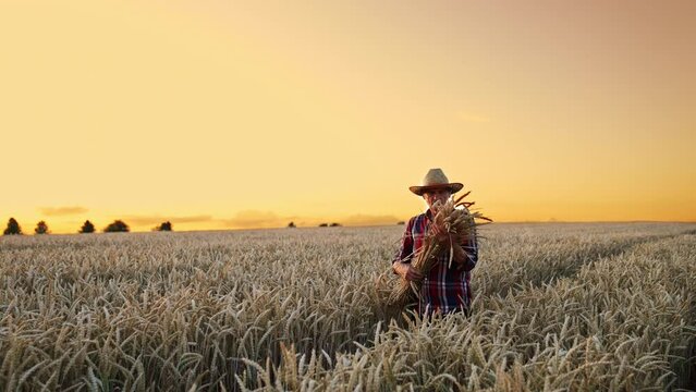 Elderly man in a straw hat walks by the field. Farmer carries a bunch of ears of wheat at sunset.