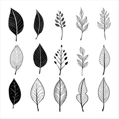 Vector collection of hand drawn tropical leaves
