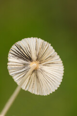 Small magic mushroom detail on green background