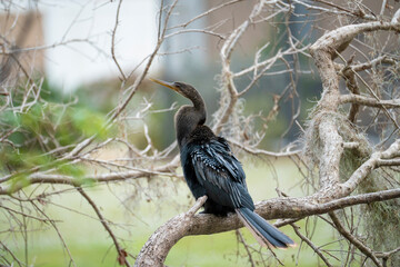 A big anhinga bird resting on tree branch in Florida wetlands